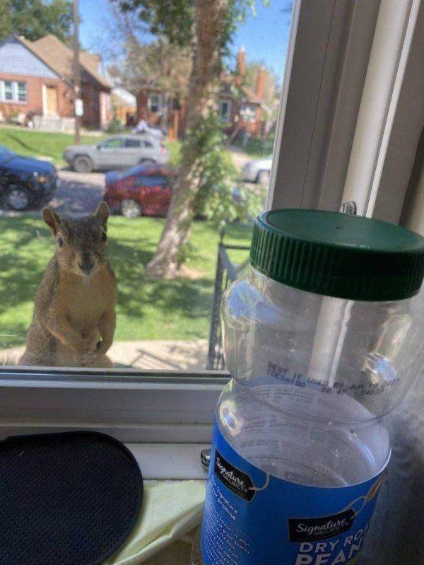 Funny Animals (46 pics)