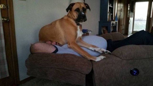 Funny Animals (46 pics)