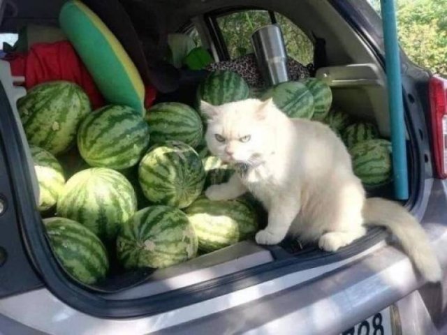 Funny Animals (46 pics)