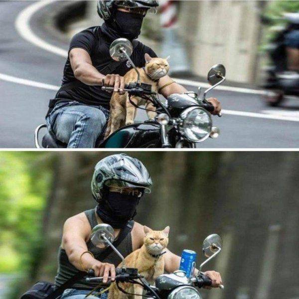Funny Animals (46 pics)