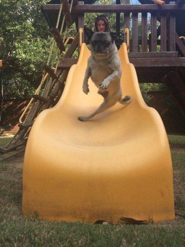 Funny Animals (46 pics)