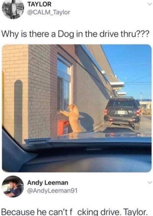 Funny Animals (46 pics)