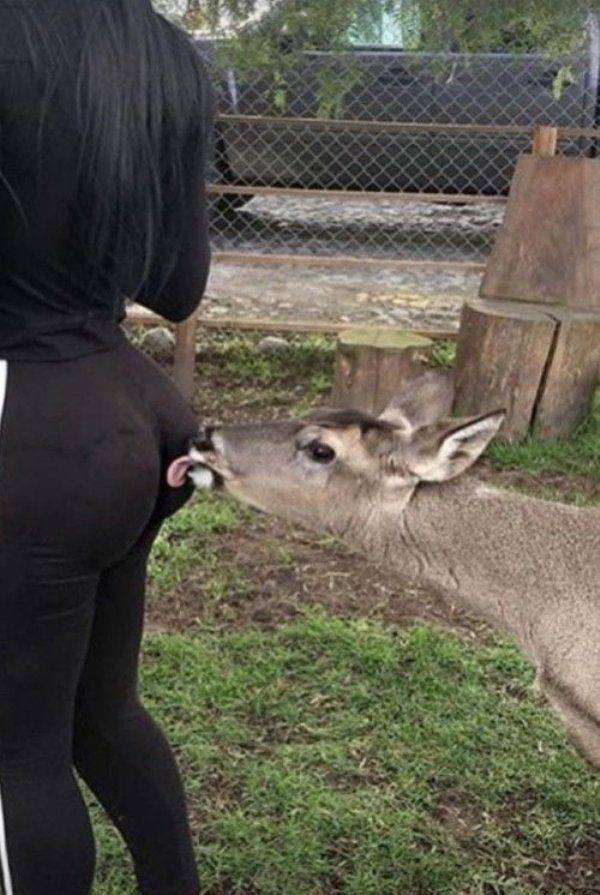 Funny Animals (46 pics)