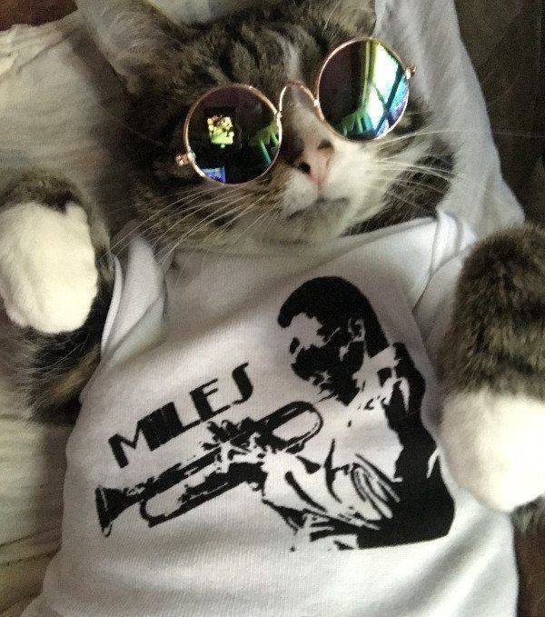 Funny Animals (46 pics)