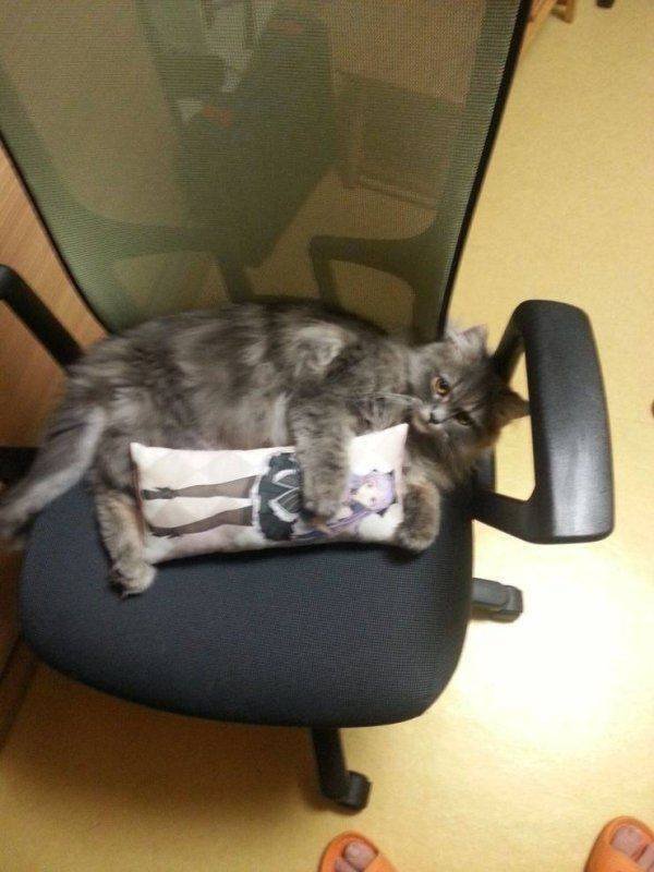 Funny Animals (46 pics)