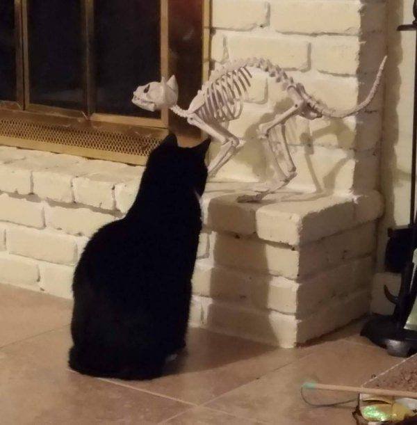 Funny Animals (46 pics)