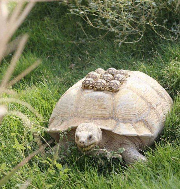 Funny Animals (46 pics)