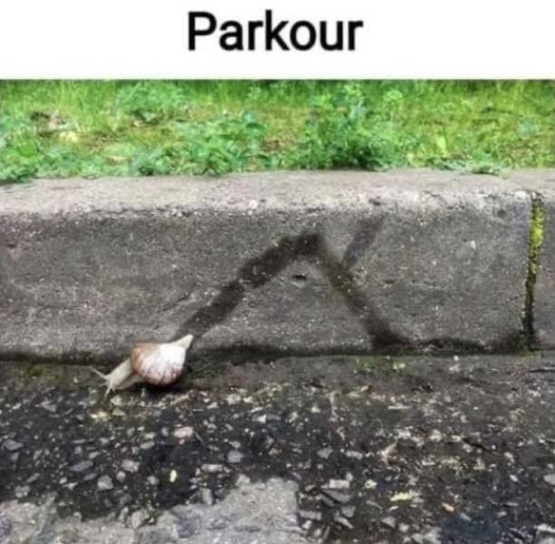 Funny Animals (46 pics)