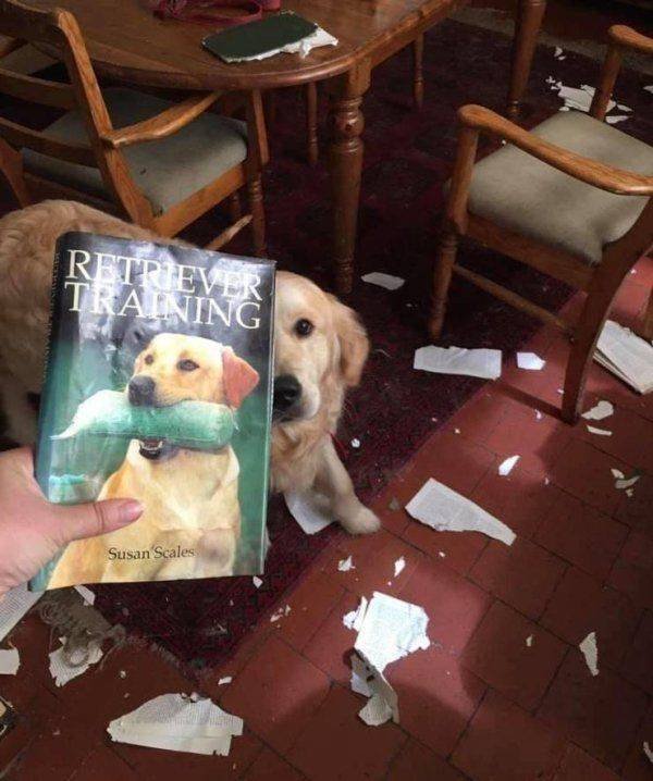 Funny Animals (46 pics)