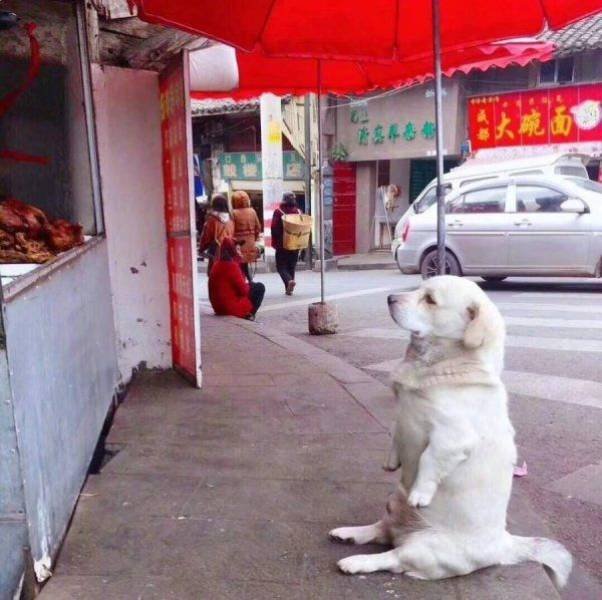 Funny Animals (46 pics)