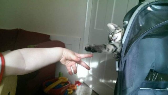 Funny Animals (46 pics)