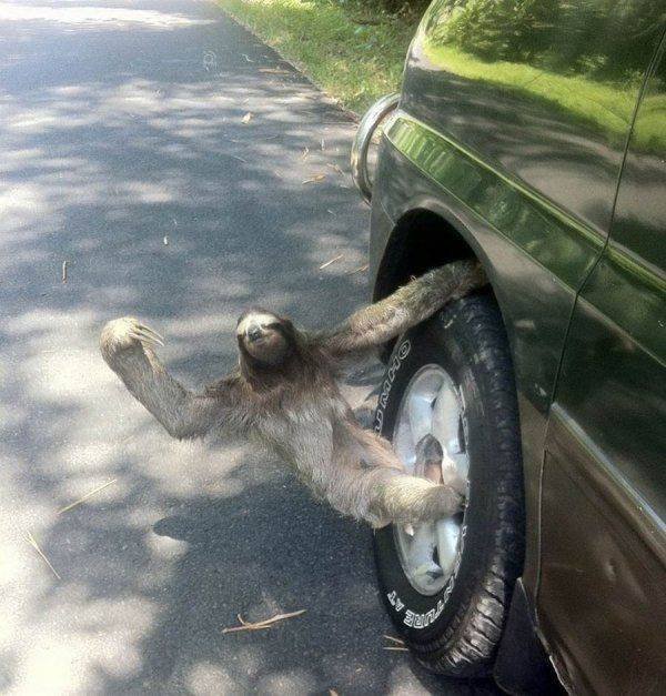 Funny Animals (46 pics)