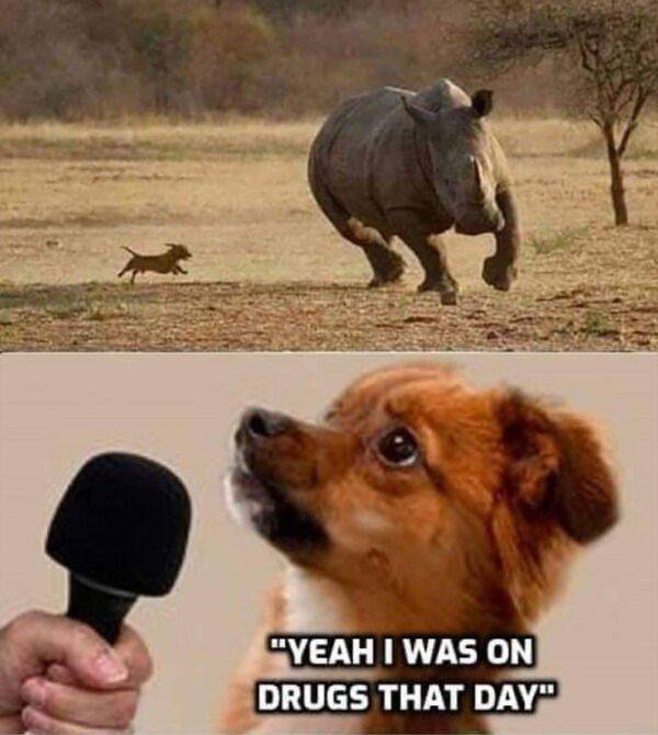 Funny Animals (46 pics)