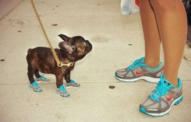 Funny Animals (46 pics)