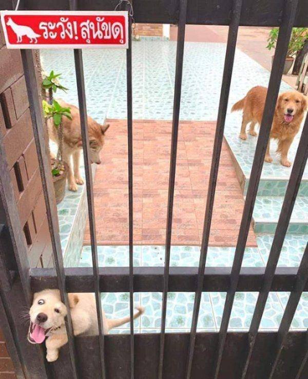Funny Animals (46 pics)