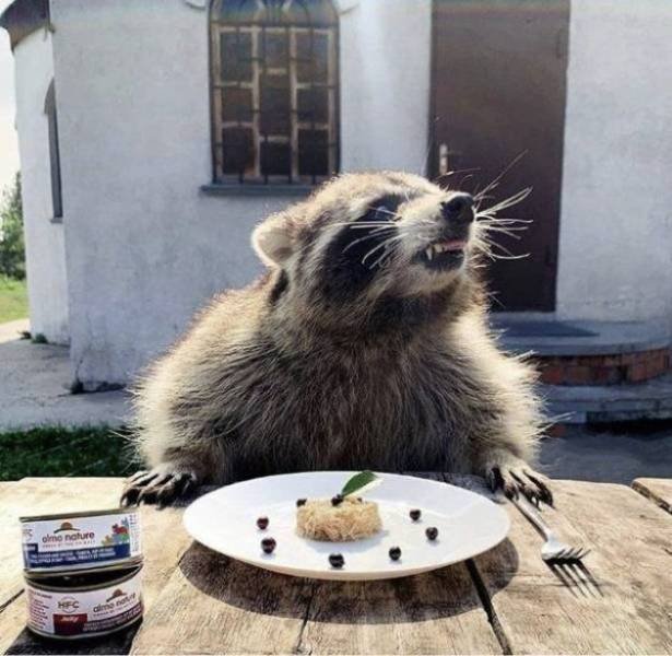Funny Animals (46 pics)