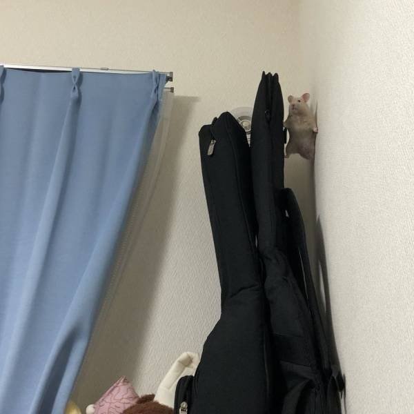 Funny Animals (46 pics)