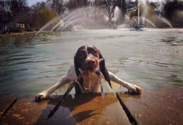 Funny Animals (46 pics)