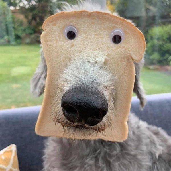 Funny Animals (46 pics)