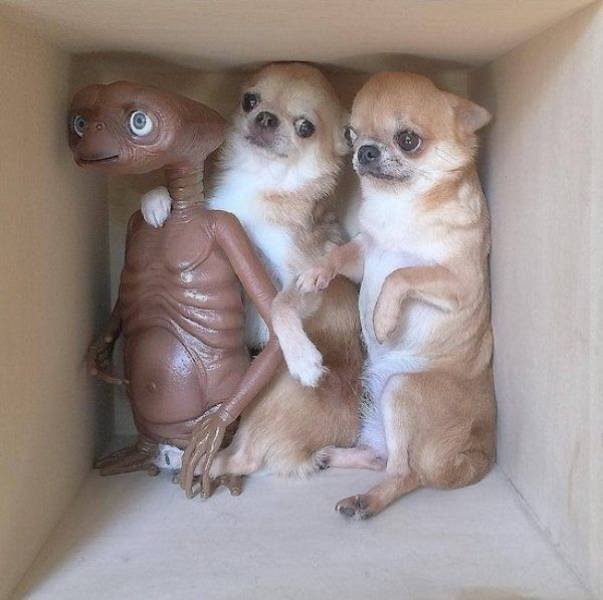 Funny Animals (46 pics)