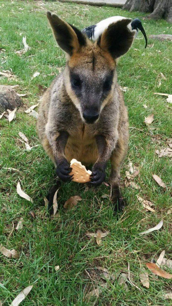 Funny Animals (46 pics)