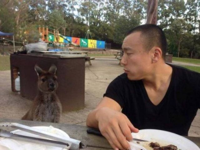 Funny Animals (46 pics)