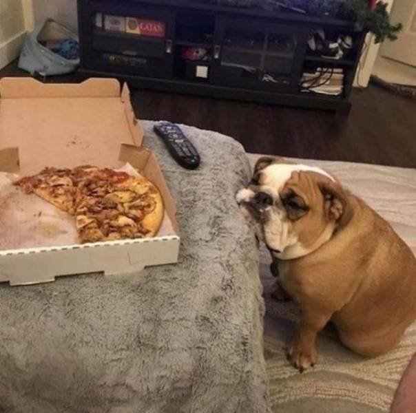 Funny Animals (46 pics)