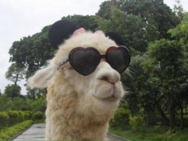 Funny Animals (46 pics)