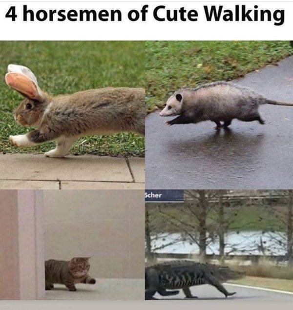 Funny Animals (46 pics)