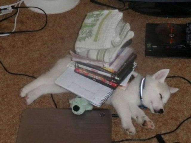 Funny Animals (46 pics)