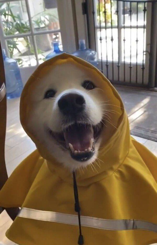 Funny Animals (46 pics)
