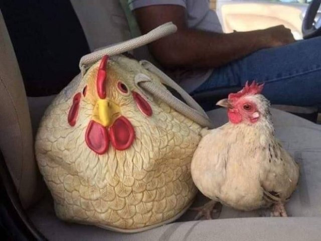 Strange Finds And Situations (55 pics)