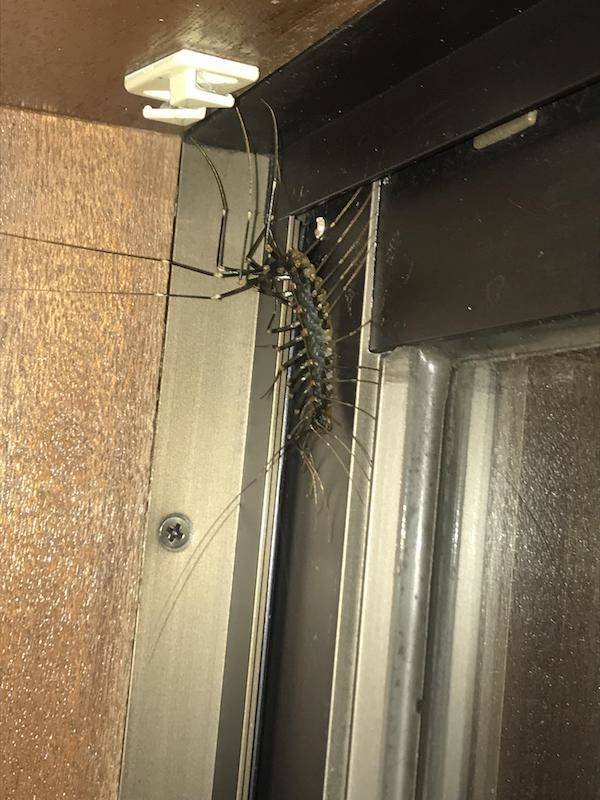 Creepy Finds (46 pics)