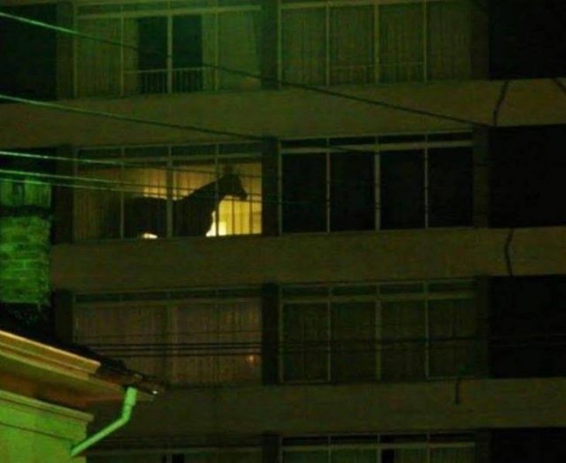 Strange Finds And Situations (55 pics)