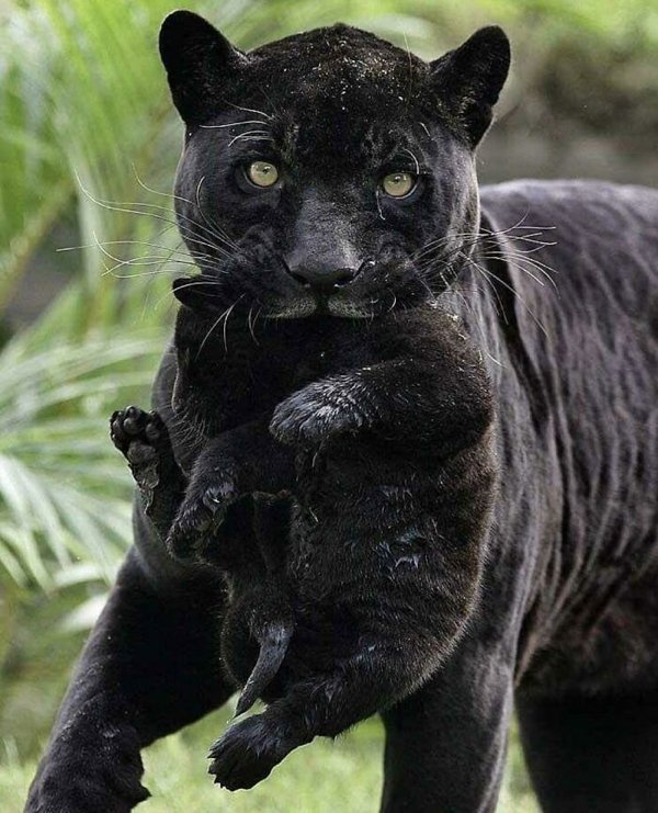 Dangerously But Cute Animals (30 pics)