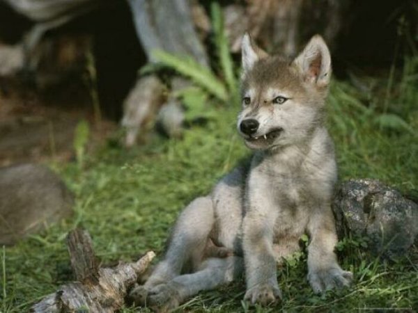 Dangerously But Cute Animals (30 pics)