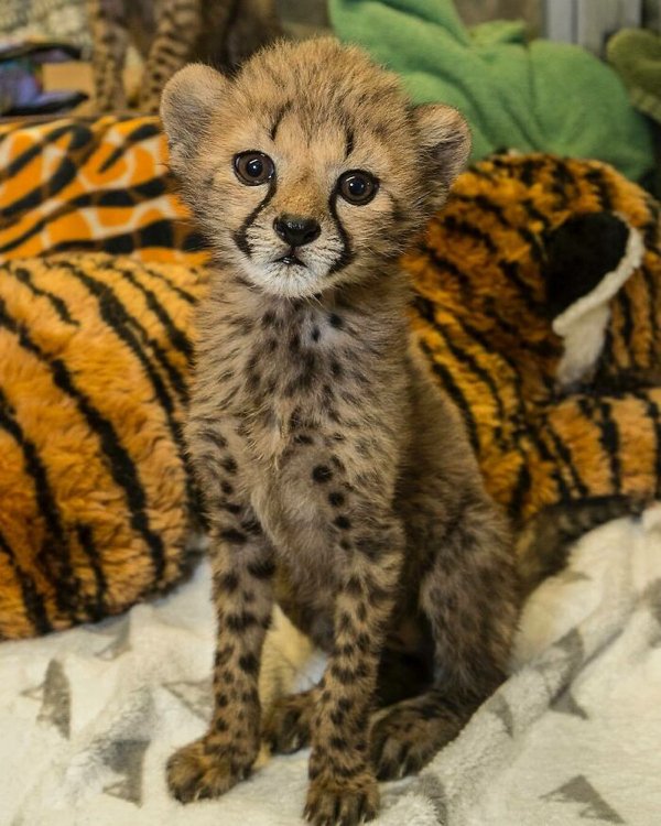Dangerously But Cute Animals (30 pics)
