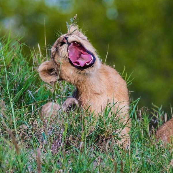 Dangerously But Cute Animals (30 pics)