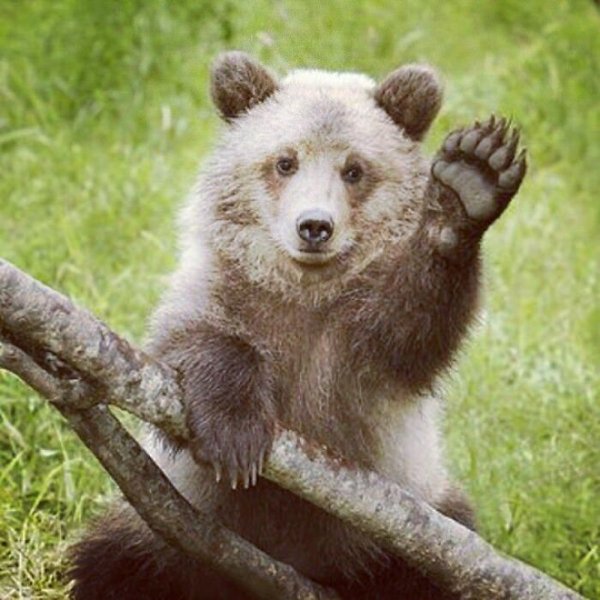 Dangerously But Cute Animals (30 pics)