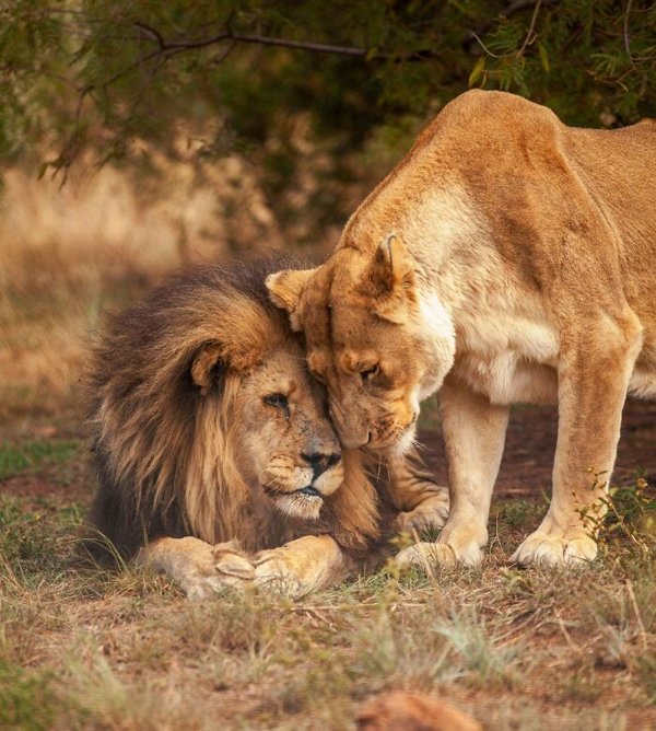 Dangerously But Cute Animals (30 pics)