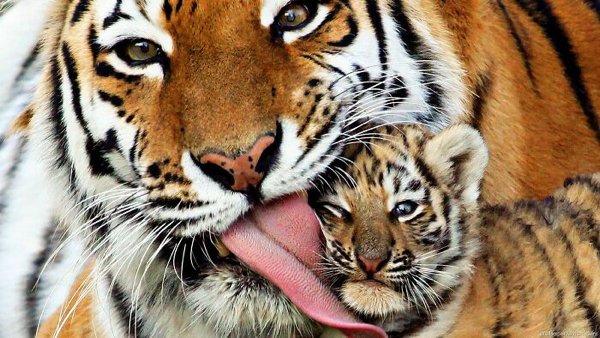 Dangerously But Cute Animals (30 pics)