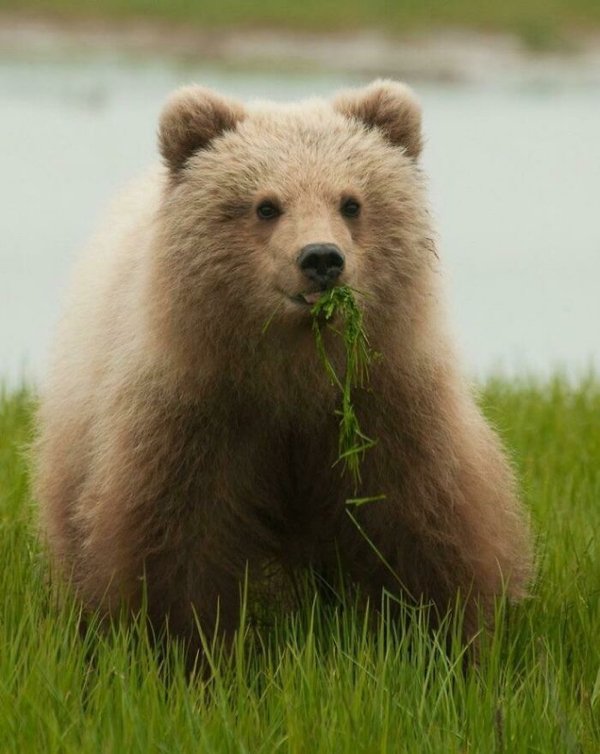 Dangerously But Cute Animals (30 pics)
