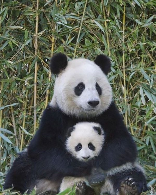 Dangerously But Cute Animals (30 pics)