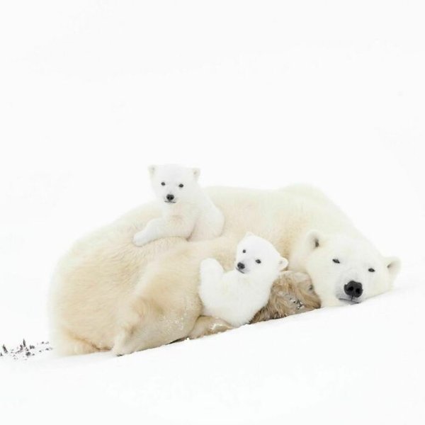 Dangerously But Cute Animals (30 pics)