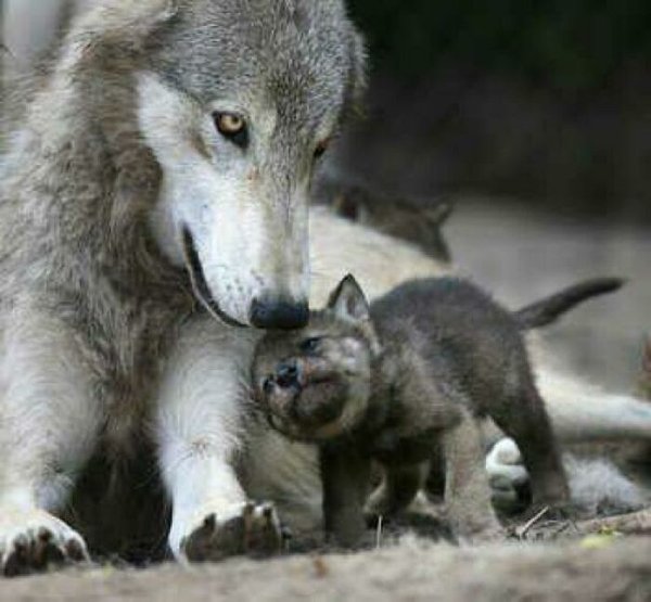 Dangerously But Cute Animals (30 pics)