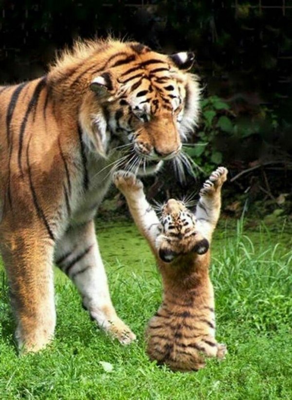 Dangerously But Cute Animals (30 pics)