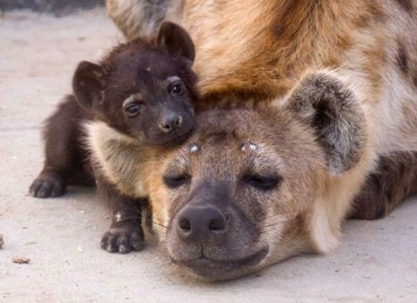 Dangerously But Cute Animals (30 pics)