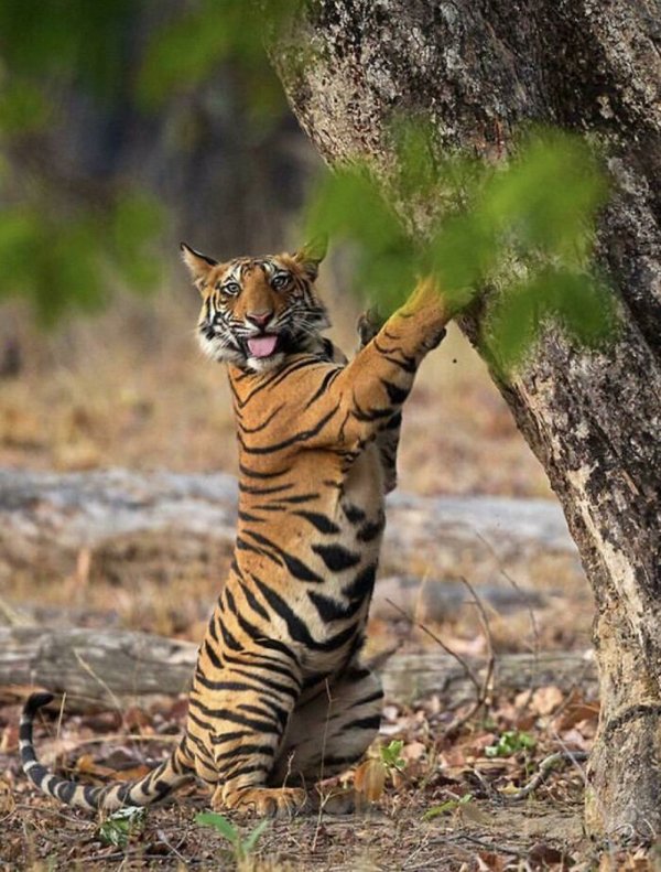 Dangerously But Cute Animals (30 pics)