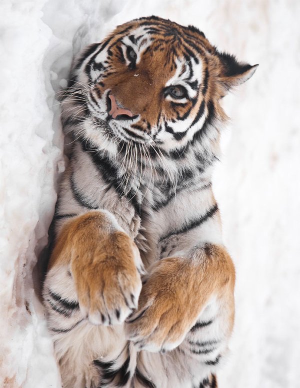 Dangerously But Cute Animals (30 pics)