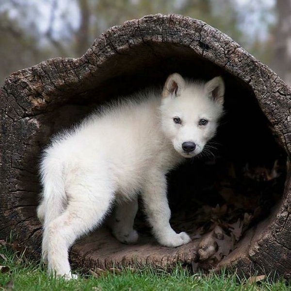 Dangerously But Cute Animals (30 pics)
